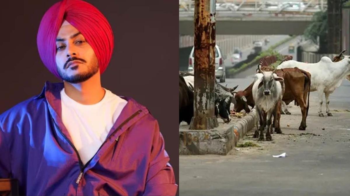himachal-baddi-rajvir-jawanda-accident-stray-cattle-angle-timeline